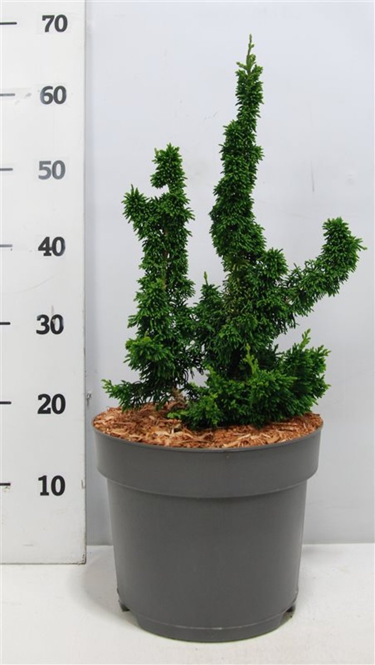 Thuja occ. 'Malonyana' - C7.5 40-50 CM